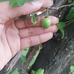 Prunus domestica Frutto