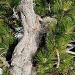 Pinus heldreichii Kůra