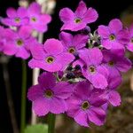 Primula rotundifolia