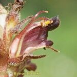 Orobanche gracilis Flor
