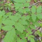 Sorbus scopulina Lehti