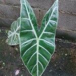 Alocasia longiloba Ліст