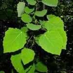 Populus tremula 葉