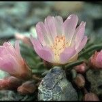 Lewisia rediviva Lorea