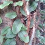 Microgramma vacciniifolia 葉