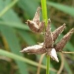 Bolboschoenus laticarpus Fruit