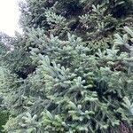 Abies nordmanniana Feuille