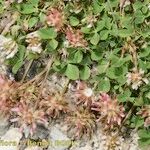 Trifolium thalii অভ্যাস