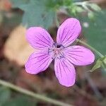 Geranium palustre Flower