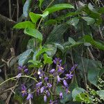 Solanum uncinellum Flor