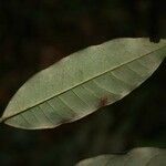 Virola michelii Leaf