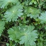 Geranium argenteum Leaf