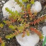 Crassula alata Hábito