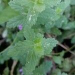 Teucrium scordium Likasa