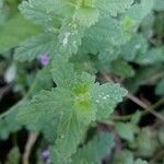 Teucrium scordium Blad