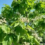 Catalpa speciosa Квітка