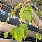 Celtis africana Leaf