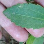 Ageratina riparia Folha