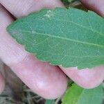 Ageratina riparia Leaf