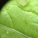 Solanum hieronymi Leaf