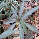 Helleborus foetidus Hoja