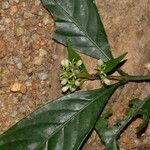 Psychotria ebensis Kwiat