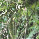 Fuchsia regia Leaf