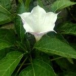 Datura inoxia 花