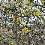 Salix atrocinerea Fruit