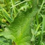 Blitum bonus-henricus Leaf