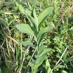 Lathyrus ochrus Habitus