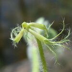 Trifolium subterraneum 果