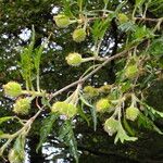 Quercus cerris Φρούτο