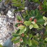 Codia microphylla Blad