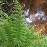 Dryopteris expansa Leaf