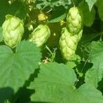 Humulus scandens Blad