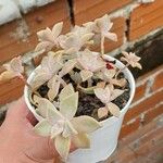 Graptopetalum paraguayense Folha