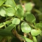 Lysimachia tenella Blatt