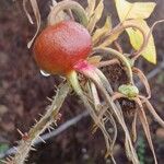 Rosa rugosa Fruto