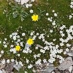 Arenaria balearica Flor
