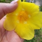 Allamanda catharticaFlor