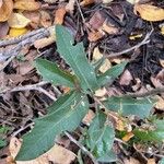 Quercus fusiformis Hoja
