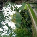 Populus x canadensis Frunză