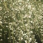 Retama raetam Fleur