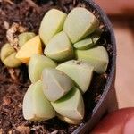 Gibbaeum petrense Hostoa