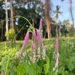 Deeringia spicata Flower