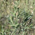 Baccharis spicata Hoja