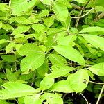 Centrosema sagittatum Leaf