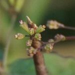 Boerhavia erecta ഫലം