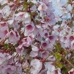 Prunus incisa 花